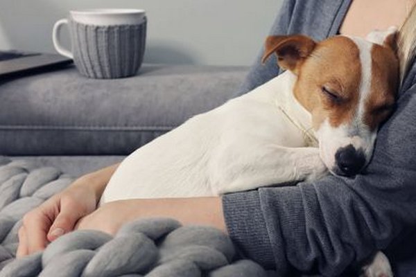 Пять причин, почему маленькие собаки часто дрожат