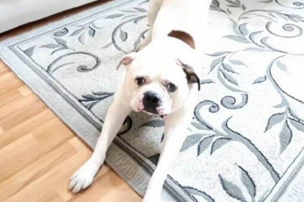 Как избавиться от запаха и пятен собачьей мочи на ковре: эффективный метод