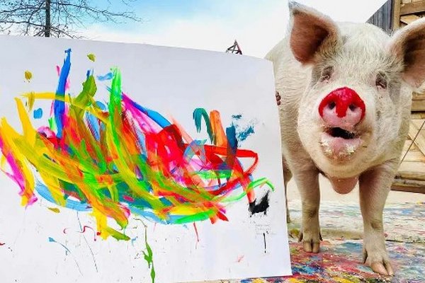 Умерла свинка Пигкассо, заработавшая на картинах более 1 миллиона долларов