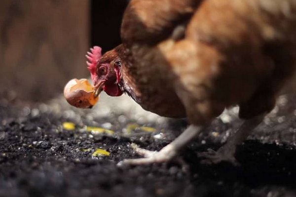 Почему куры клюют яйца и как их от этого отучить: полезные советы