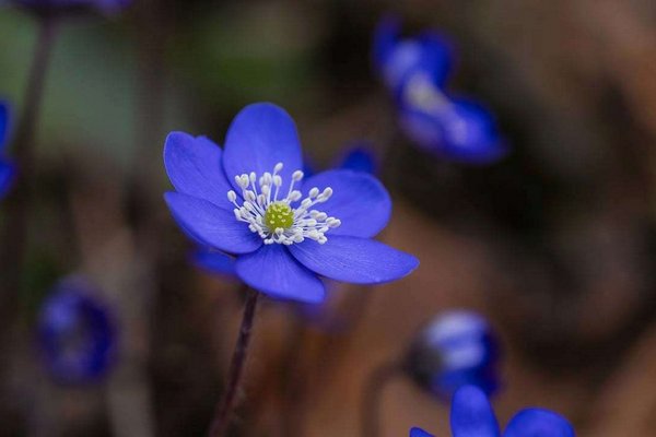 5 съедобных цветов, которые стоит попробовать посадить