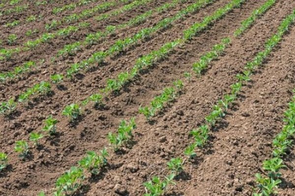 Подсолнечник, кукуруза и соя: как сформировать эффективную почвенную защиту