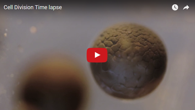 Ученые опубликовали впечатляющий ролик, как из яйцеклетки образуется новая жизнь