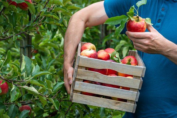 Как в жару уберечь яблоки от обсыпания: полезные советы