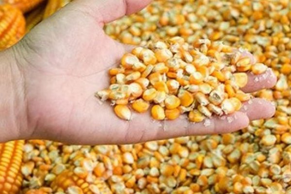 Экспорт кукурузы в июне идет на рекорд