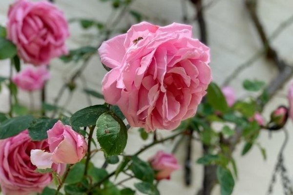 Это бесплатно: как вырастить много кустов роз не оставив все деньги в садовом центре