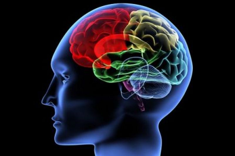 Учёные: Найден способ сделать мозг бессмертным