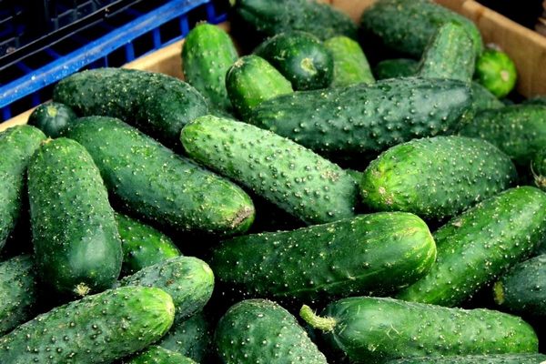 Почему огурцы в магазине стали такими дорогими? Ответ вас удивит