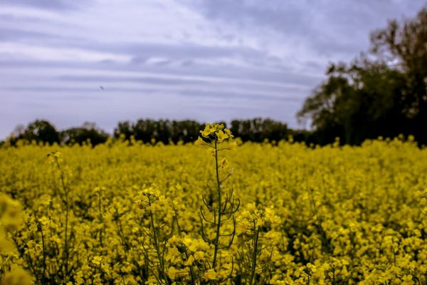 Дефицит сырья: Как перерабатывающие предприятия толкают цены на рапс вверх