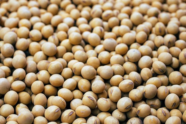 Переработка толкает цены: Спрос внутренних заводов на украинскую сою