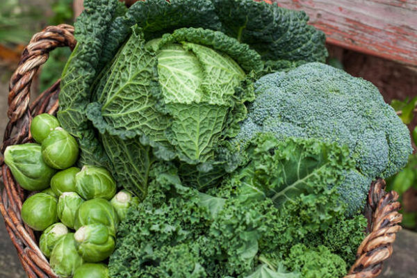 Системная проблема: почему отсутствие современных овощехранилищ поднимет цены на капусту