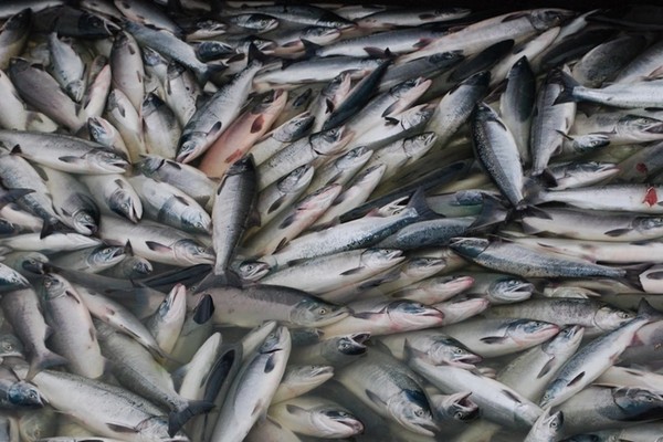 Энергетический кризис: Как перебои с электричеством могут спровоцировать скачок цен на рыбу