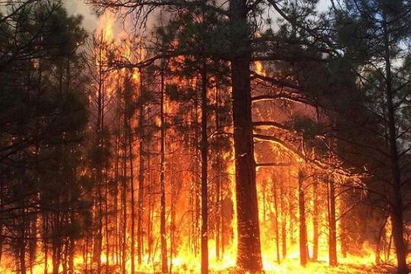 Женщина сожгла 200 га леса: как её наказал суд?