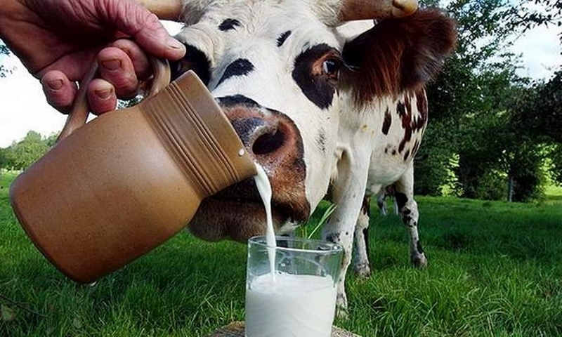 О полезном и вкусном молоке!