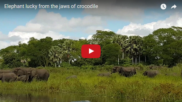 Неудачная охота: слон помешал крокодилу утащить слоненка за хобот