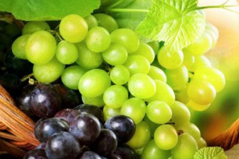 Ученые рассказали, почему нужно есть виноград