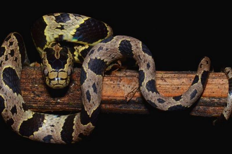 Ученые открыли пять новых видов змей
