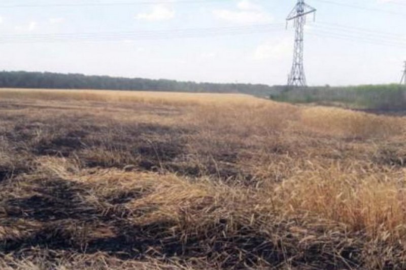 В Херсонской области пожар уничтожил более 100 га пшеницы
