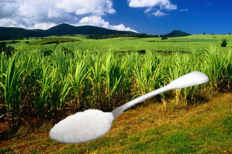 Сахарный тростник производство. Сахарный тростник в Бразилии. Маврикий сахарный тростник. Тростниковый сахар Бразилия. Гавайи сахарный тростник.