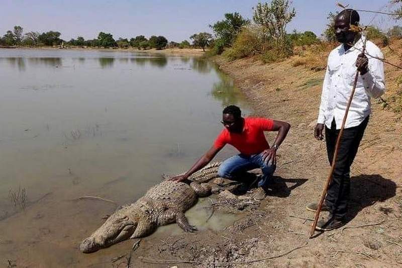 Обнаружено место на Земле, в котором крокодилы никогда не нападают на людей