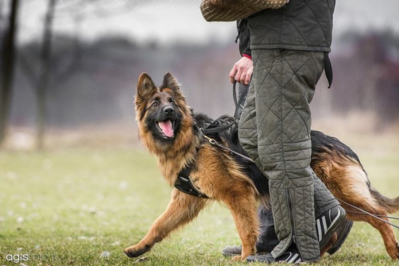 Как работают служебные собаки: в полиции рассказали интересные детали