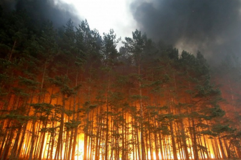 В Швеции прекращаются масштабные пожары, ЕС предоставляет помощь
