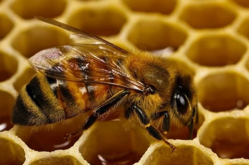 Экология: Украина столкнулась с массовой гибелью пчел