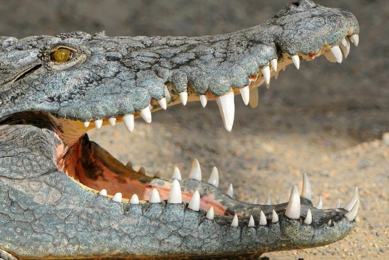 В Зимбабве крокодил растерзал плававшего в реке подростка