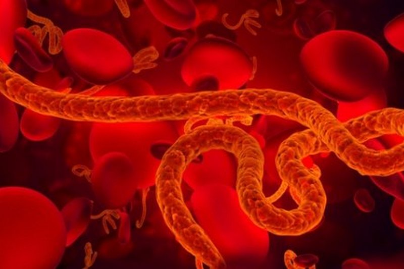 Все на сафари: ученые нашли лекарство от вируса Эболы