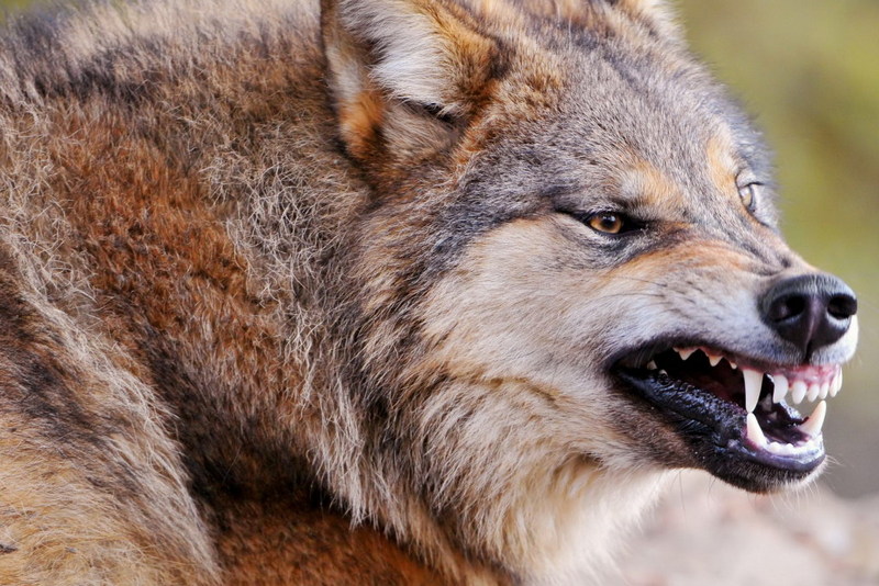В Тернопольской области волк покусал троих человек