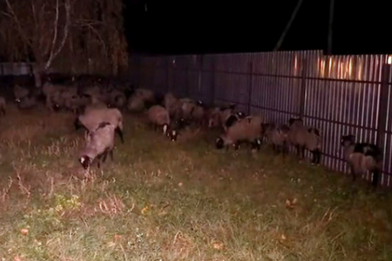 Фуру с овцами разгрузили в Тульчине, из 300 животных погибли 54