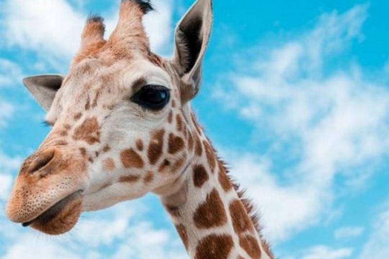 Жирафы попали в список видов под угрозой исчезновения
