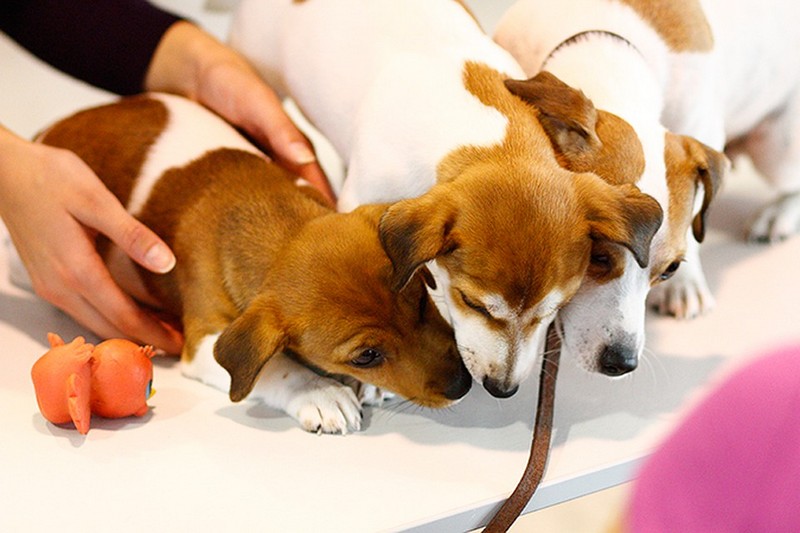 Московский аэропорт устроил акцию с собаками для снятия стресса