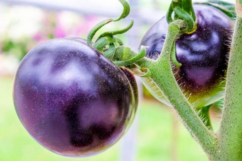 Американцы научились выращивать фиолетовые томаты