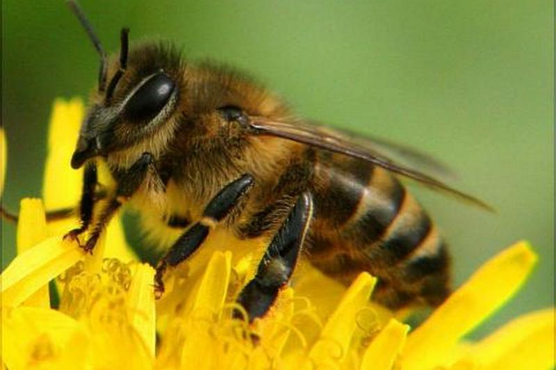Ученые расшифровали универсальный язык пчел