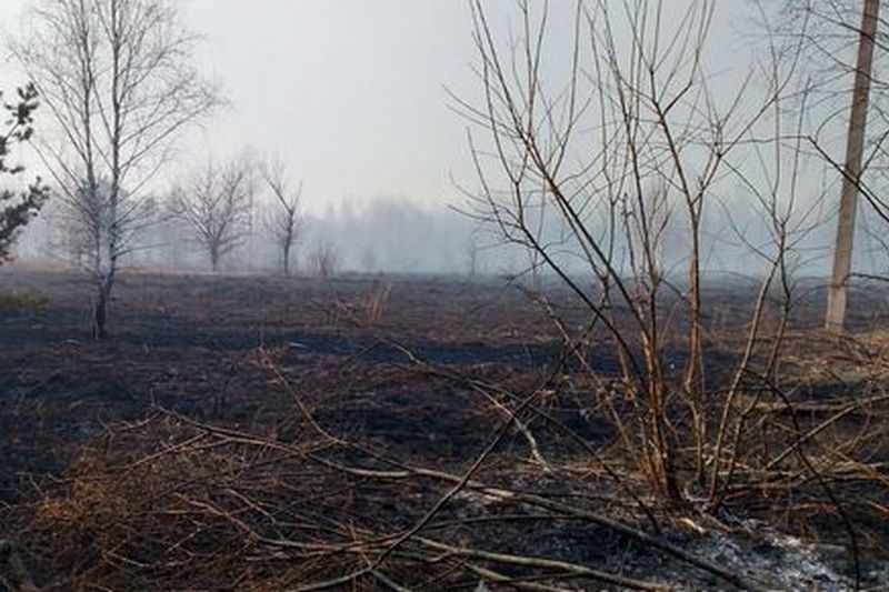 Причиной пожара в Чернобыльской зоне стали окурки, брошенные 