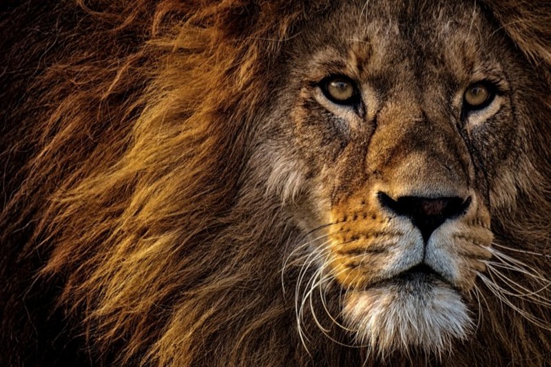 Гигантский лев: ученые шокировали открытием нового вида хищников
