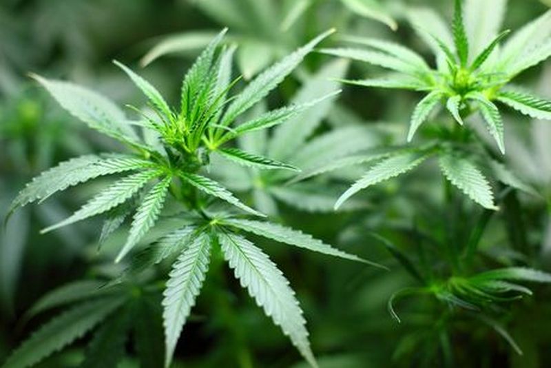 Комитет Рады поддержал легализацию медицинской марихуаны
