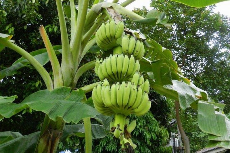 Изменение климата может уничтожить до 80% бананов