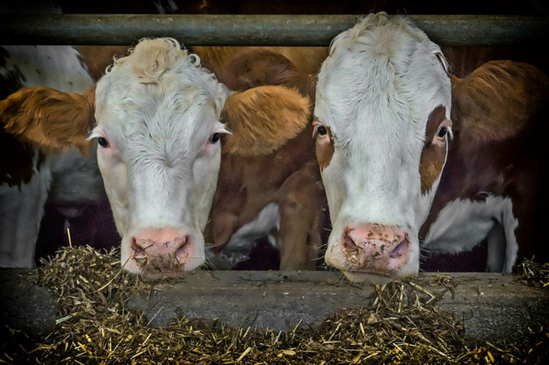 В Ивано-Франковской области запустили молочную ферму на тысячу голов