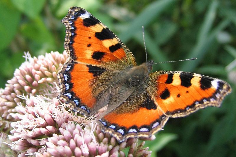 Ученый назвал нашествие бабочек экологической катастрофой
