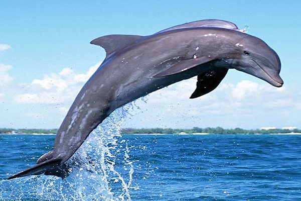 Аномального дельфина заметили у берегов Крыма