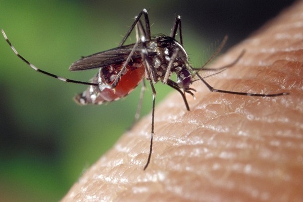 Ученые выяснили, как комары выбирают 