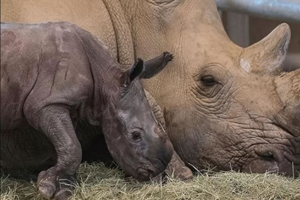 Белый носорог впервые родился после искусственного оплодотворения